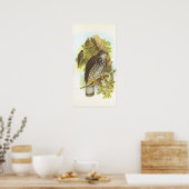 Poster Gould - Buzzard au miel - Pernis apivorus (Cuisine)