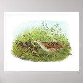 Poster Gould - Corncrake - Crex crex (Devant)