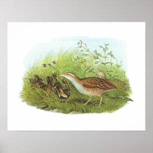 Poster Gould - Corncrake - Crex crex