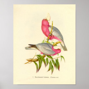 Poster Gould - dossier de cacatoès de Rose-Breasted