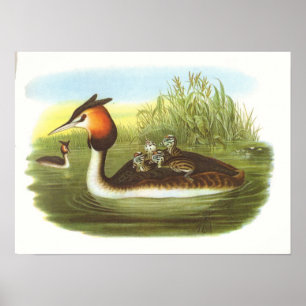 Poster Gould - grand grèbe crêté - cristatus de Podiceps