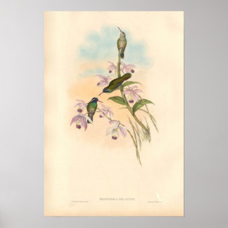 Poster Gould Hummingbirds et Orchidées