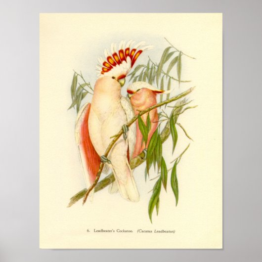 Poster Gould - Le portefeuille Cockatoo de Leadbetter (Devant)