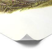 Poster Gould - Manx Shearwater - Procellaria purinus (Coin)