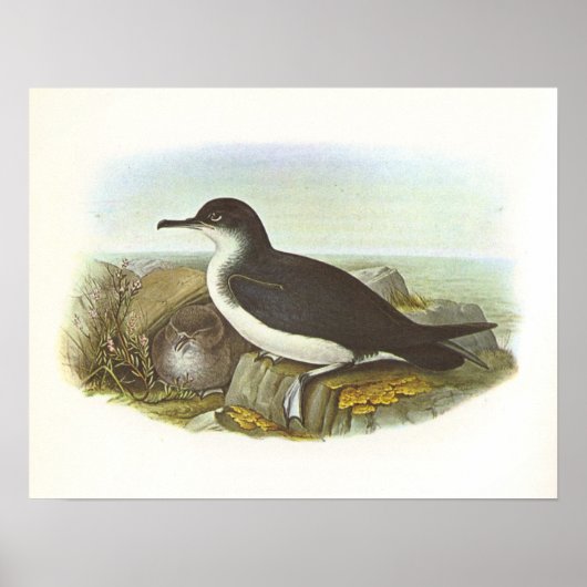 Poster Gould - Manx Shearwater - Procellaria purinus (Devant)