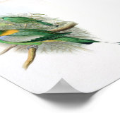 Poster Gould - Perroquet à queue de raquette (Coin)