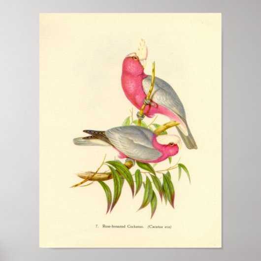 Poster Gould - Portefeuille de Cockatoo à poitrine Rose (Devant)