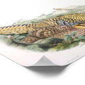 Poster Gould - Portefeuille de faisan de Reeve (Coin)