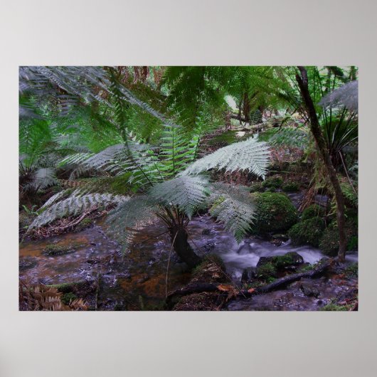 Poster Goulet de fougères (Devant)