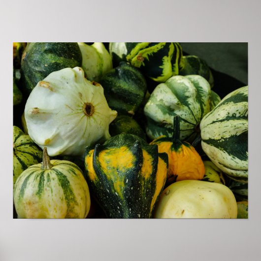 Poster Gourds Galore (Devant)