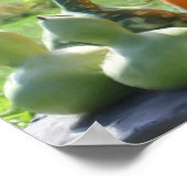 Poster Gourds Géants Peinture Citrouille Photo (Coin)