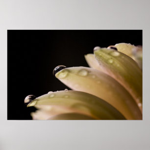 Poster Gouttelette de marguerite