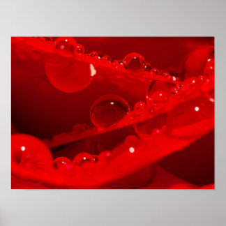 Poster Gouttelettes d'eau cristalline sur des pétales rou