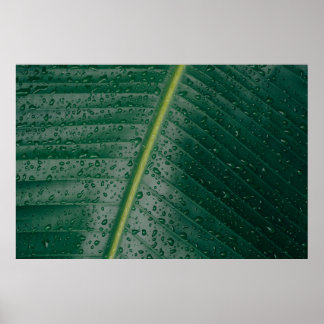 Poster gouttelettes d'eau sur feuille de bananier