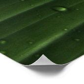 Poster gouttelettes d'eau sur la feuille verte (Coin)