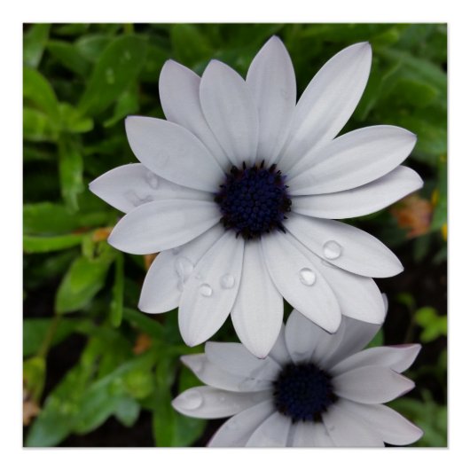Poster gouttes de pluie sur blanc (Devant)