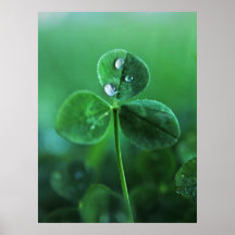 Gouttes de pluie sur feuilles de trèfle vert Macro