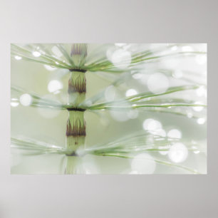 Poster Gouttes de rosée sur une plante de prêle Seabeck