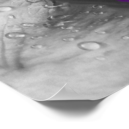 Poster gouttes d'eau sur iris (Coin)