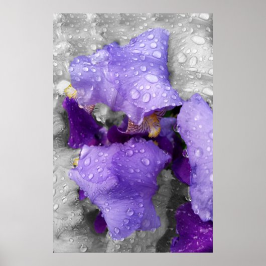 Poster gouttes d'eau sur iris (Devant)