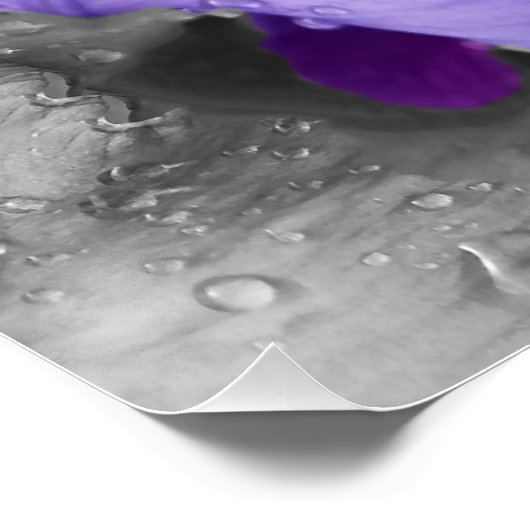 Poster gouttes d'eau sur iris (Coin)