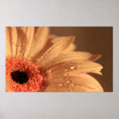 Poster Gouttes pétales (Devant)