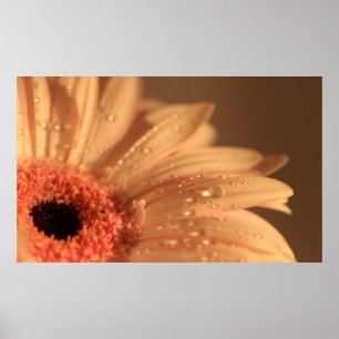 Poster Gouttes pétales