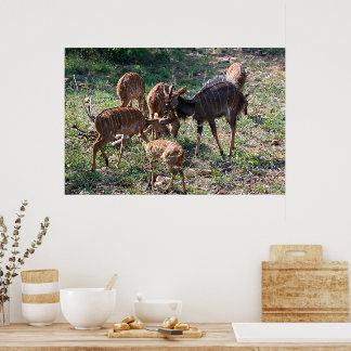 Poster Graceful Nyala Antelope in Africa
