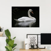 Poster gracieux du cygne blanc (Bureau à domicile)