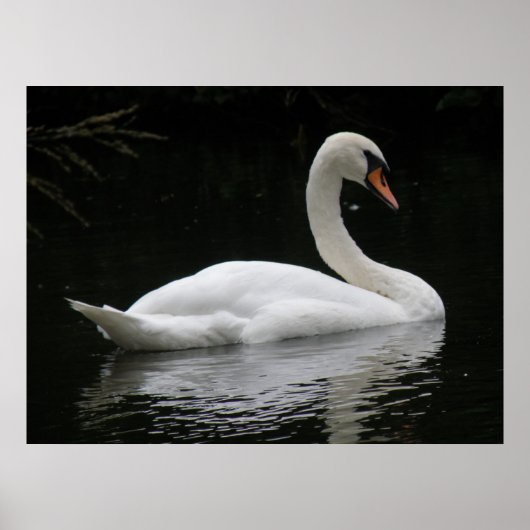 Poster gracieux du cygne blanc (Devant)