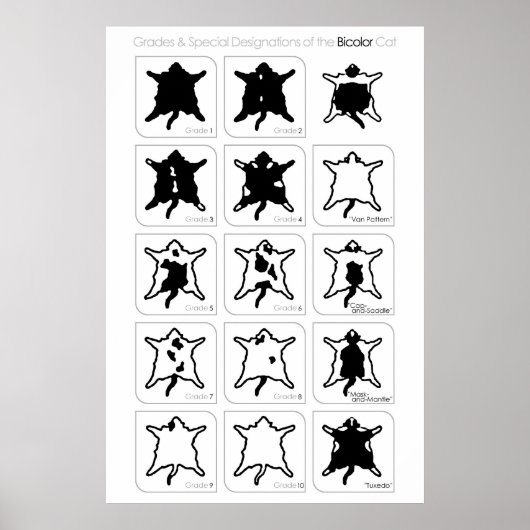 Poster Grades et désignations spéciales du chat Bicolor (Devant)