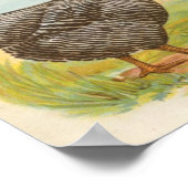 Poster Graham - Barres Plymouth Rocks Poulets Folio (Coin)