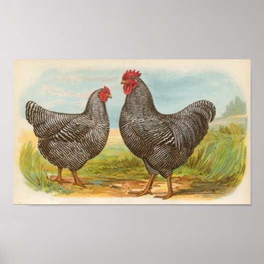 Poster Graham - Barres Plymouth Rocks Poulets Folio (Devant)