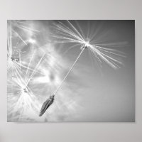 Graine de Dandelion avec goutte d'eau Photographie