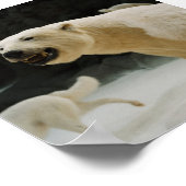Poster Graine d'ours polaire (Coin)
