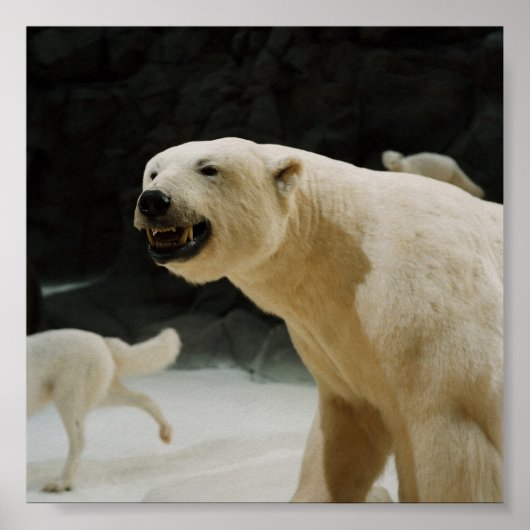 Poster Graine d'ours polaire (Devant)