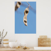 Poster Graines d'Acacia (Cuisine)