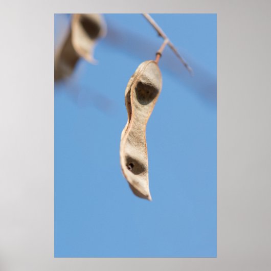 Poster Graines d'Acacia (Devant)