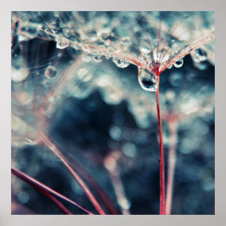 Poster Graines de Dandalion avec gouttes Macro Abstrait