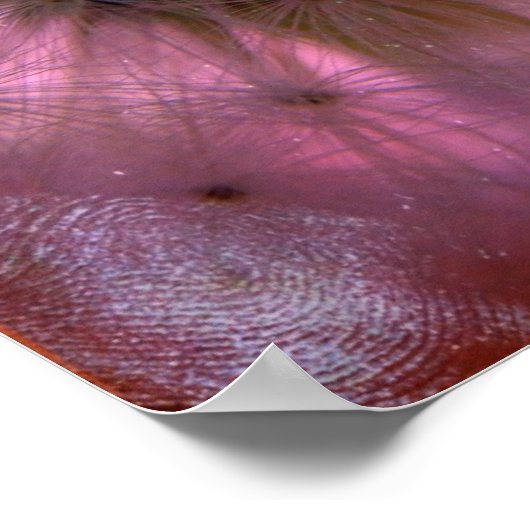 Poster Graines de Dandelion (Coin)