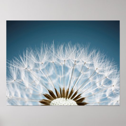 Poster Graines de Dandelion (Devant)