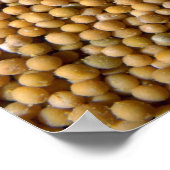 Poster Graines de moutarde jaune (Coin)