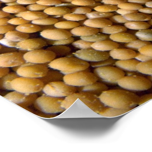 Poster Graines de moutarde jaune (Coin)