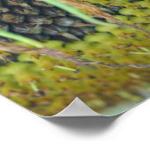 Poster Graines De Tournesol Sur La Fleur Près (Coin)