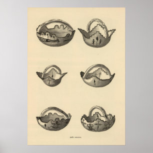 Poster Graines de Zuni