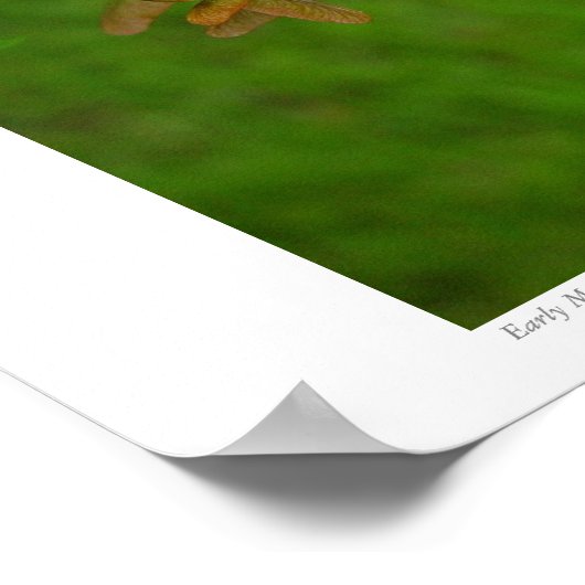 Poster Graines d'érable primitives #4352 (Coin)