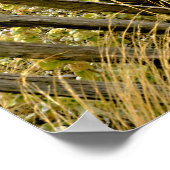 Poster Graines d'or en France (Coin)