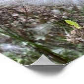 Poster Graines et soie d'algues (Coin)