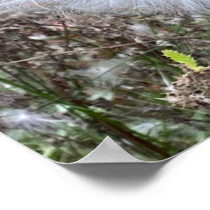 Poster Graines et soie d'algues