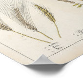 Poster Grains | Charlotte Mary Yonge (Coin)